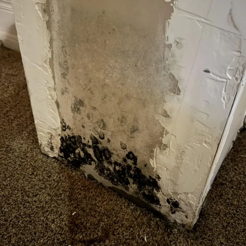 Professional Mold Removal in Ashland City, TN